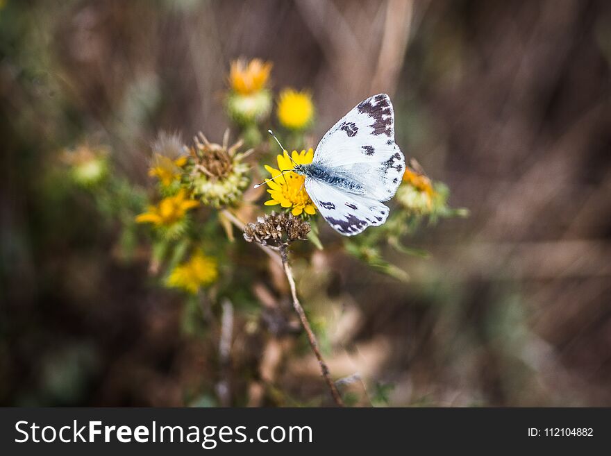 Butterfly on a flower