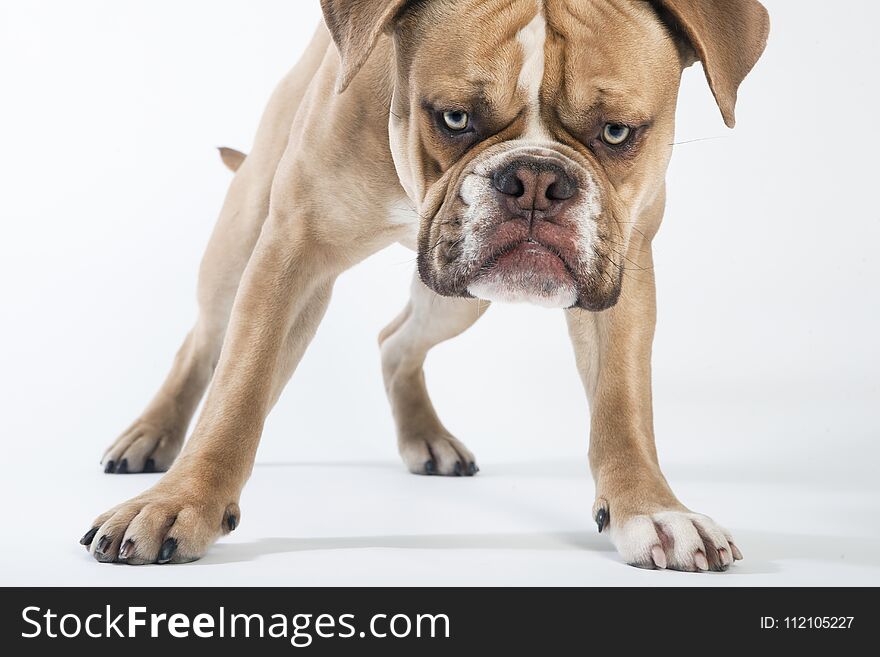 A young english bulldog from the front, white background. A young english bulldog from the front, white background