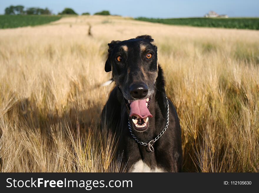 Polish greyhound in search of grain for prey and works with a smile. Polish greyhound in search of grain for prey and works with a smile