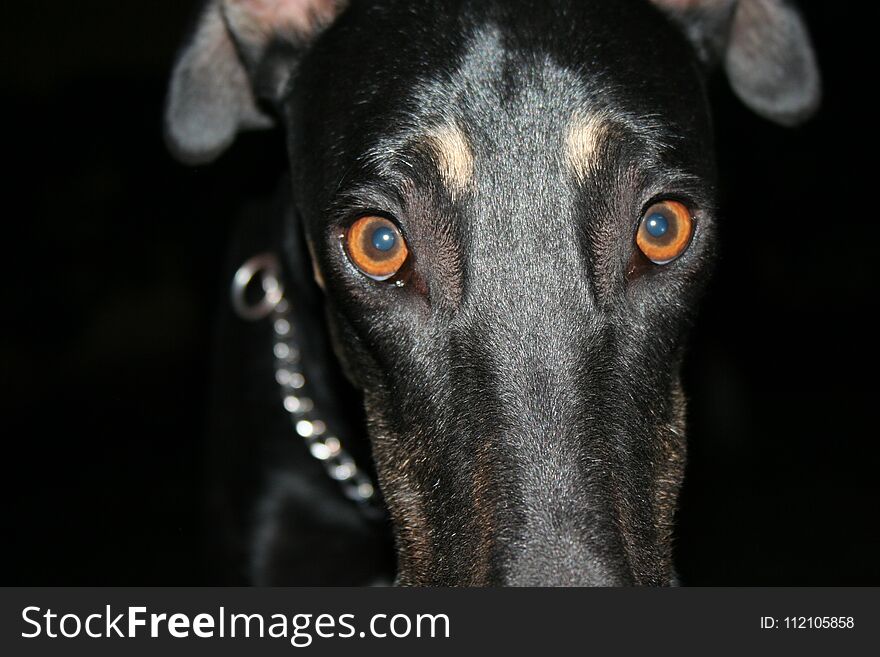 Look in the eyes of the Polish greyhound with the camera. Look in the eyes of the Polish greyhound with the camera