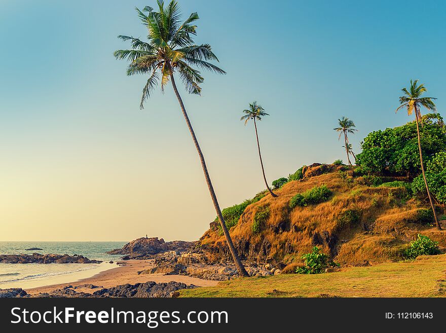 Hill with coconut palm trees in a tropical resort location. Tinted.