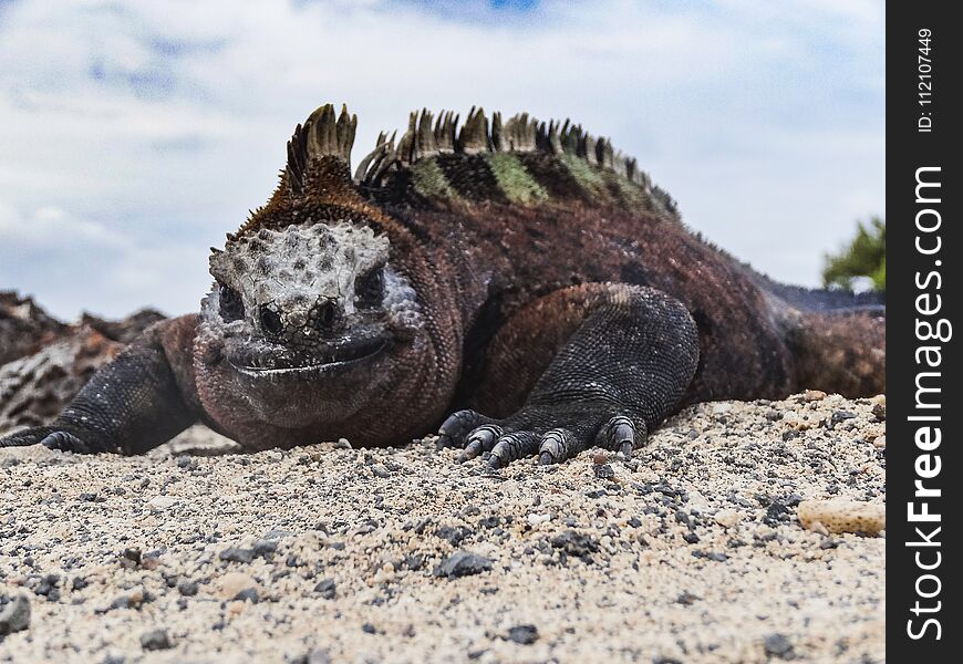 Marine iguana on santiago island in galapagos national park