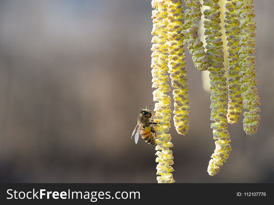 Bee collects pollen on Hazel