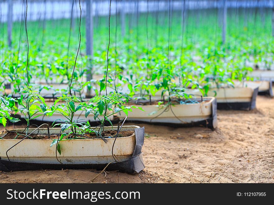 Flowering plants of tomatoes growing in the pots, inside giant plantation of hydroponic greenhouse. Concept farming, food production. Somewhere in Portugal