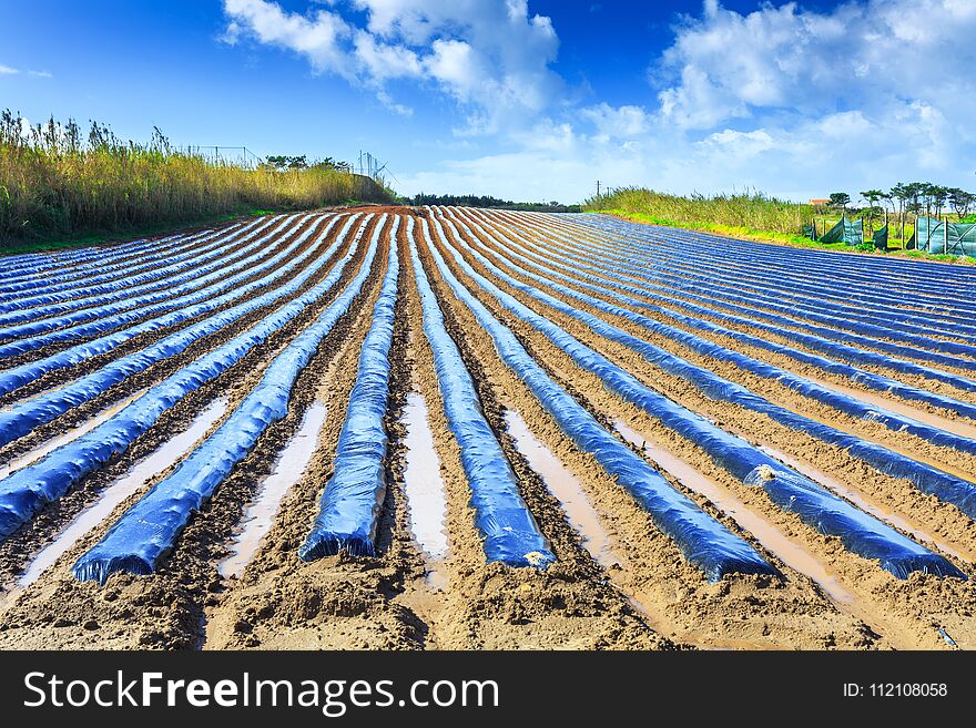 A typical agriculture technology of early spring cultivation of vegetable crops in open soil. Arable wrapped a polyethylene film. Springtime landscape somewhere in Portugal. Farming. Food production.