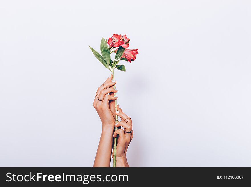 Close-up of a red flower in female hands with a manicure on a white background