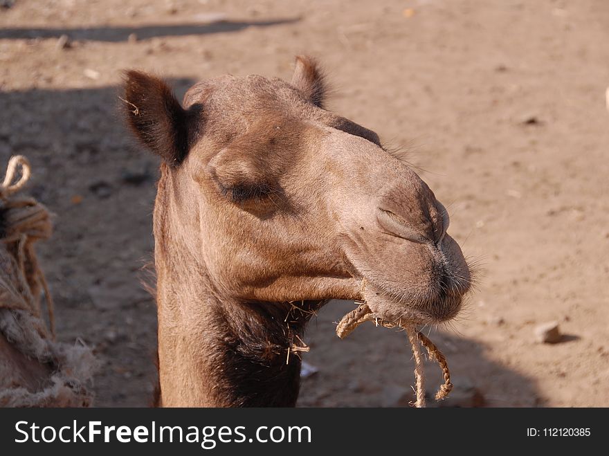Camel, Camel Like Mammal, Arabian Camel, Terrestrial Animal