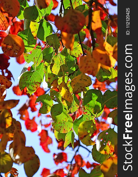 Leaf, Autumn, Branch, Tree