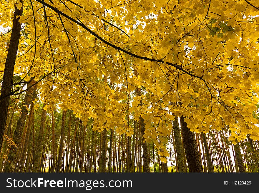 Nature, Yellow, Maidenhair Tree, Tree