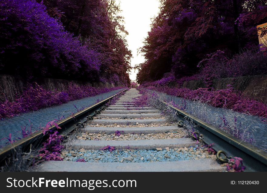 Nature, Purple, Track, Flower