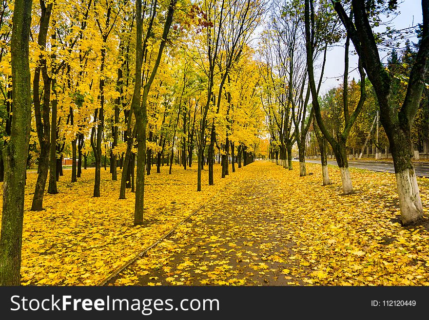 Yellow, Nature, Tree, Autumn