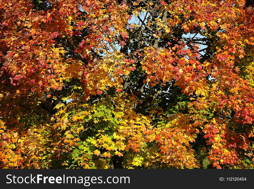 Autumn, Leaf, Yellow, Tree
