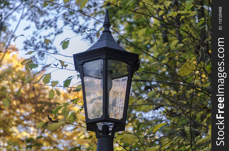 Lighting, Bird Feeder, Tree, Branch