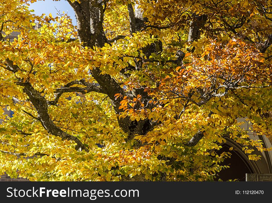 Tree, Yellow, Autumn, Woody Plant