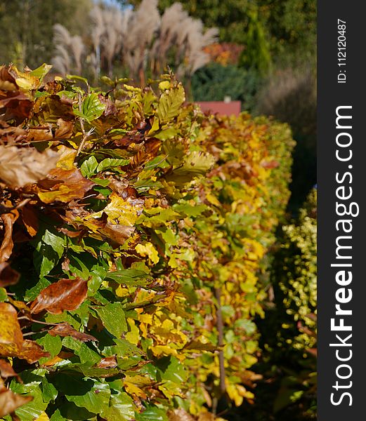 Plant, Vegetation, Flora, Autumn