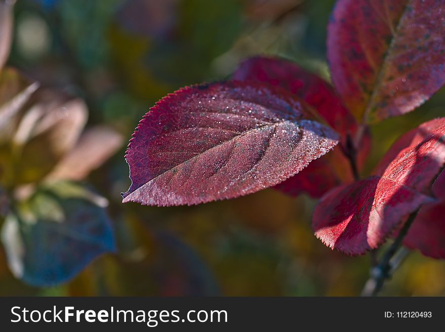 Leaf, Flora, Autumn, Close Up