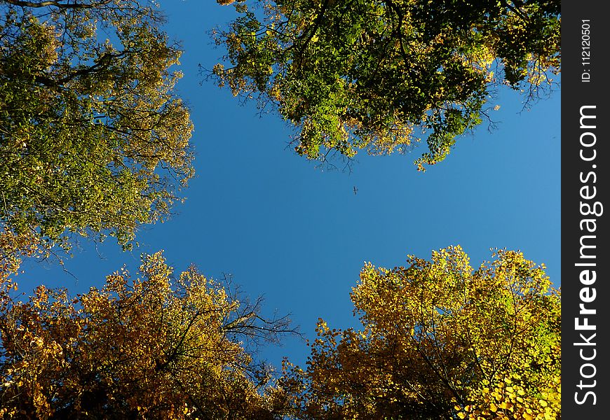 Sky, Nature, Leaf, Tree