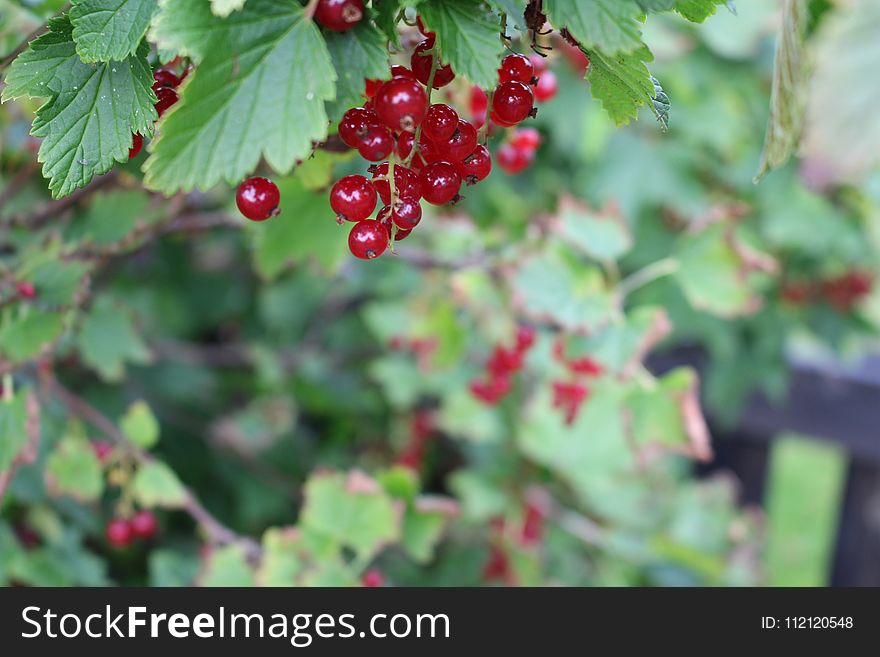 Berry, Fruit, Currant, Plant