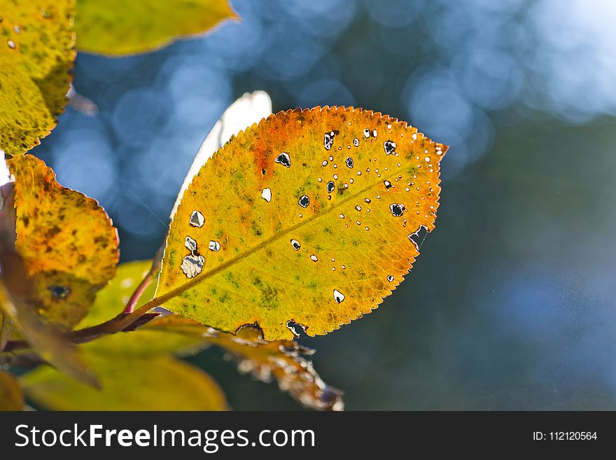 Leaf, Yellow, Water, Close Up