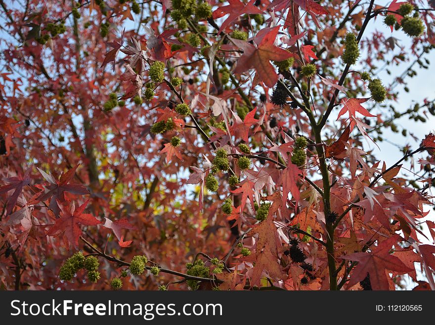 Tree, Autumn, Leaf, Woody Plant