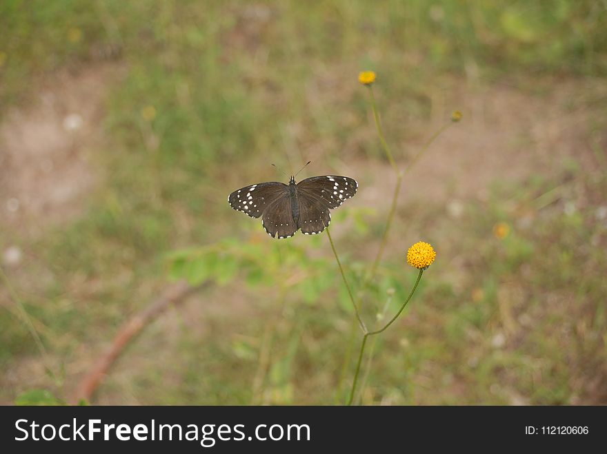 Butterfly, Moths And Butterflies, Insect, Fauna