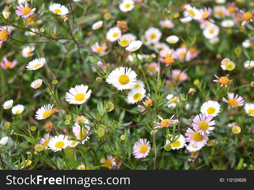 Flower, Plant, Flora, Daisy