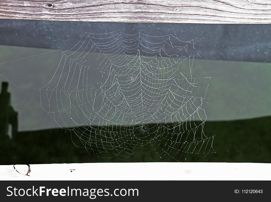 Spider Web, Water, Line, Invertebrate