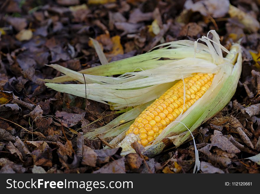 Leaf, Flora, Sweet Corn, Plant