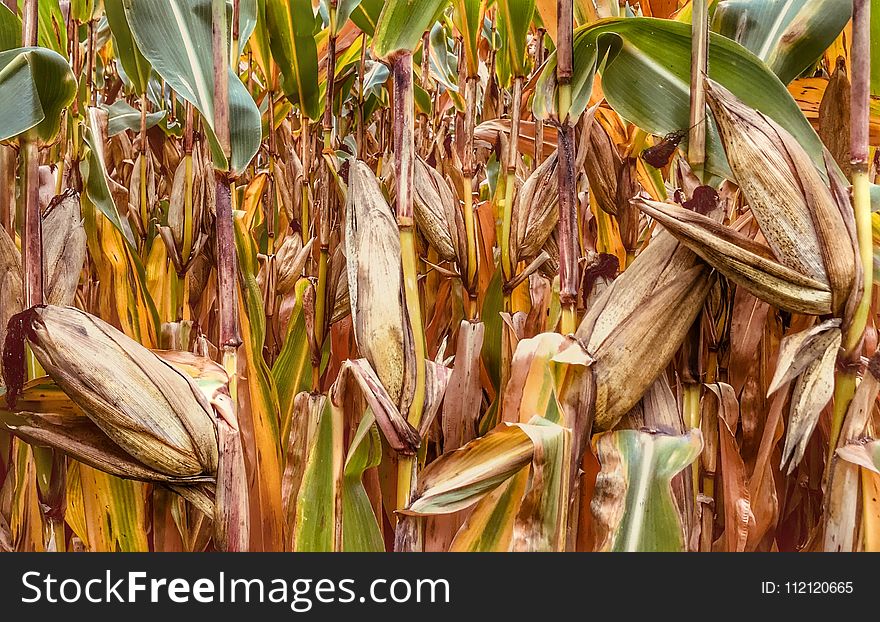 Food Grain, Maize, Commodity, Grass Family
