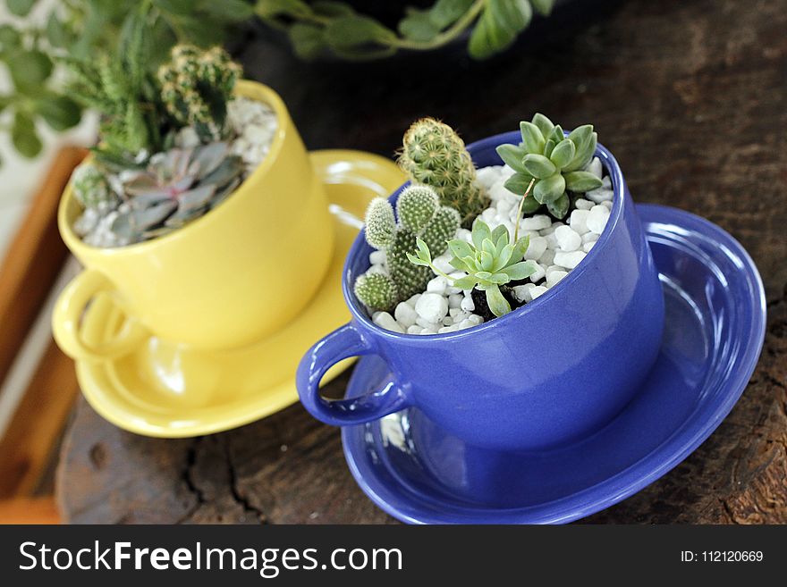 Plant, Flowerpot, Cactus, Herb