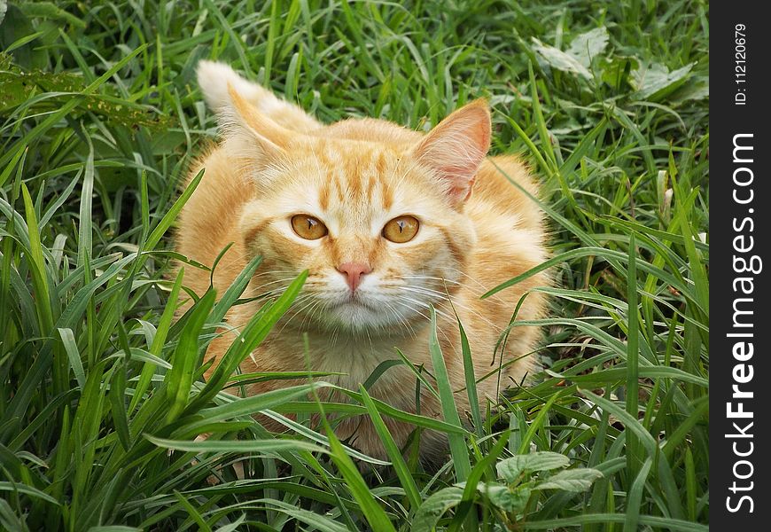Cat, Whiskers, Grass, Fauna