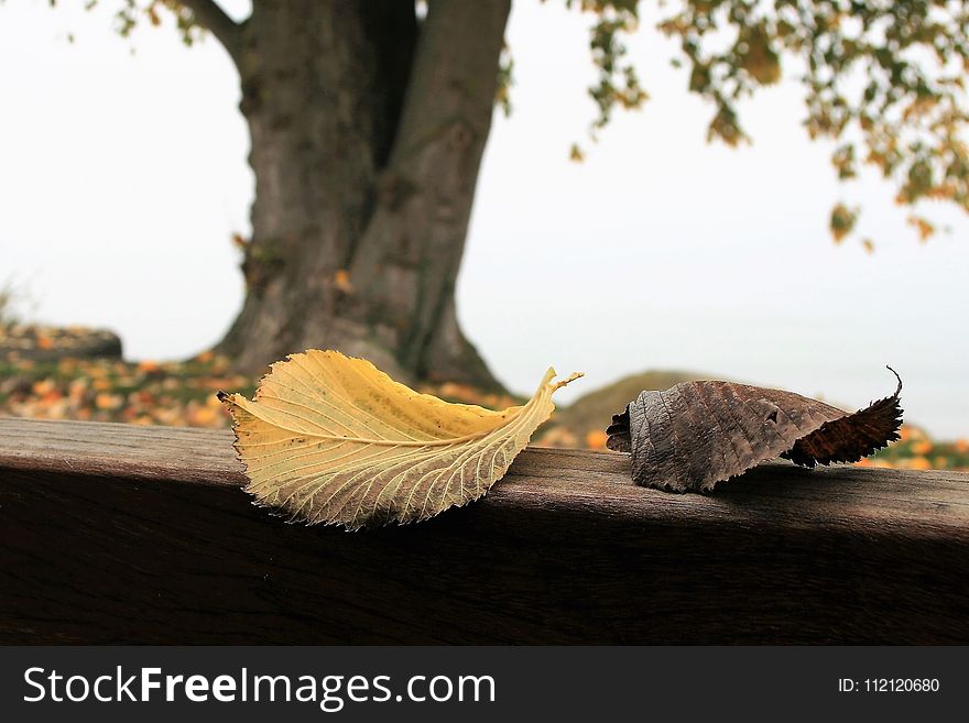 Leaf, Branch, Stock Photography, Twig