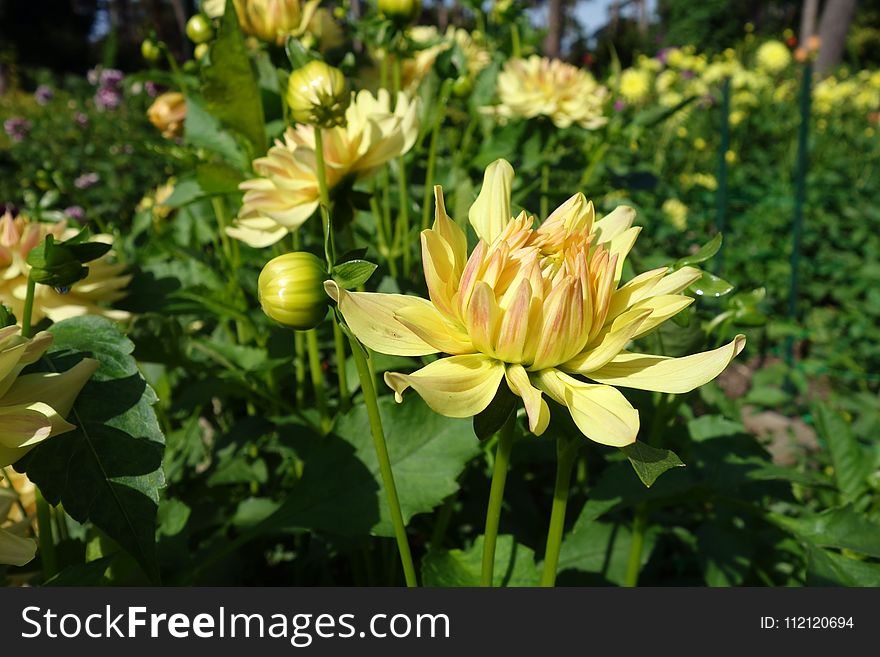 Flower, Plant, Yellow, Flora