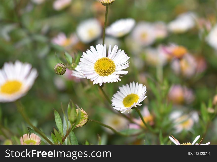 Flower, Flora, Plant, Daisy Family