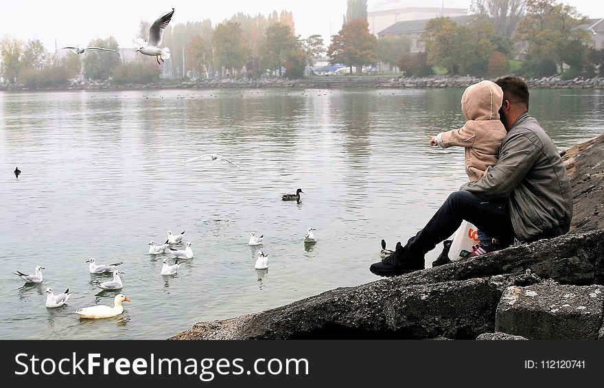 Water, Bird, Vertebrate, Water Bird