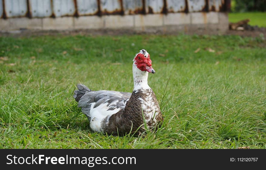 Duck, Water Bird, Bird, Ducks Geese And Swans