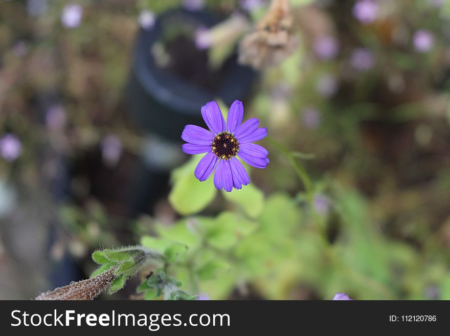 Flower, Flora, Plant, Purple