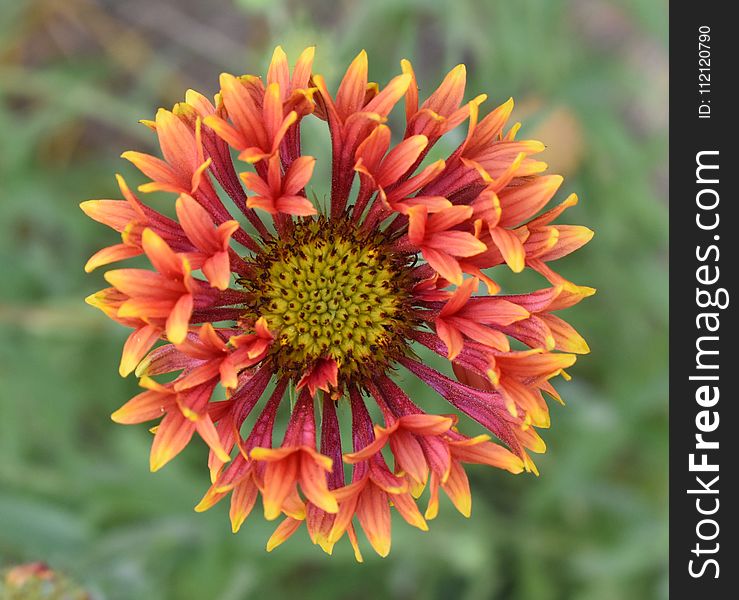 Flower, Blanket Flowers, Flora, Wildflower