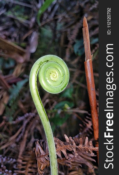 Flora, Plant, Fiddlehead Fern, Leaf