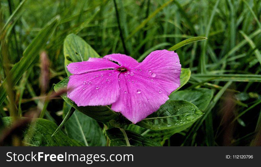 Flower, Flora, Pink, Plant