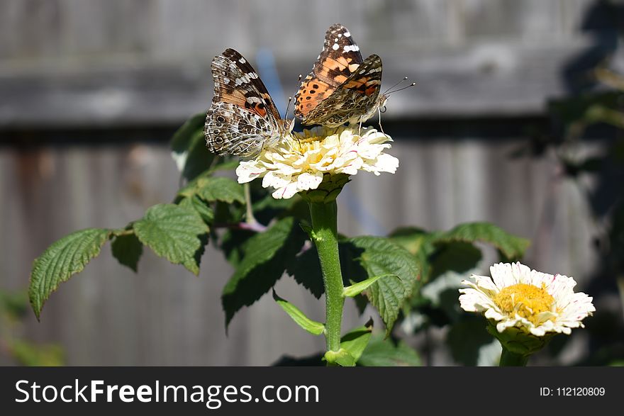 Moths And Butterflies, Butterfly, Insect, Nectar