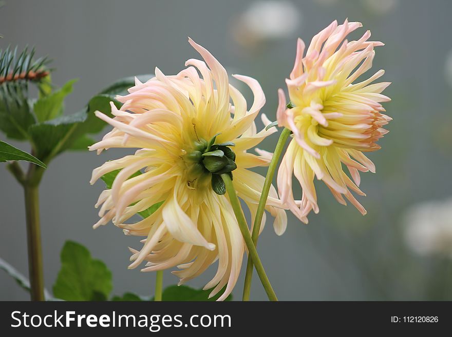 Flower, Yellow, Flora, Plant