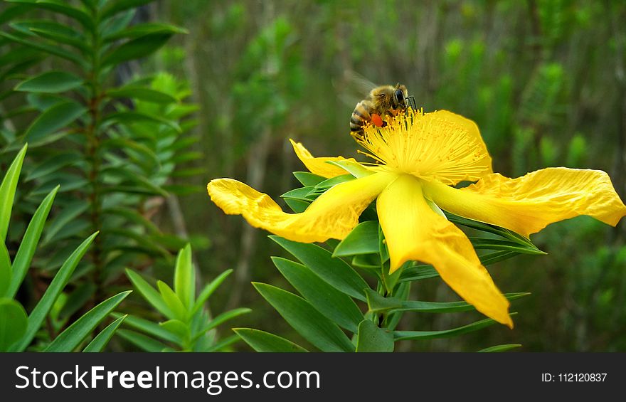 Yellow, Flower, Flora, Honey Bee