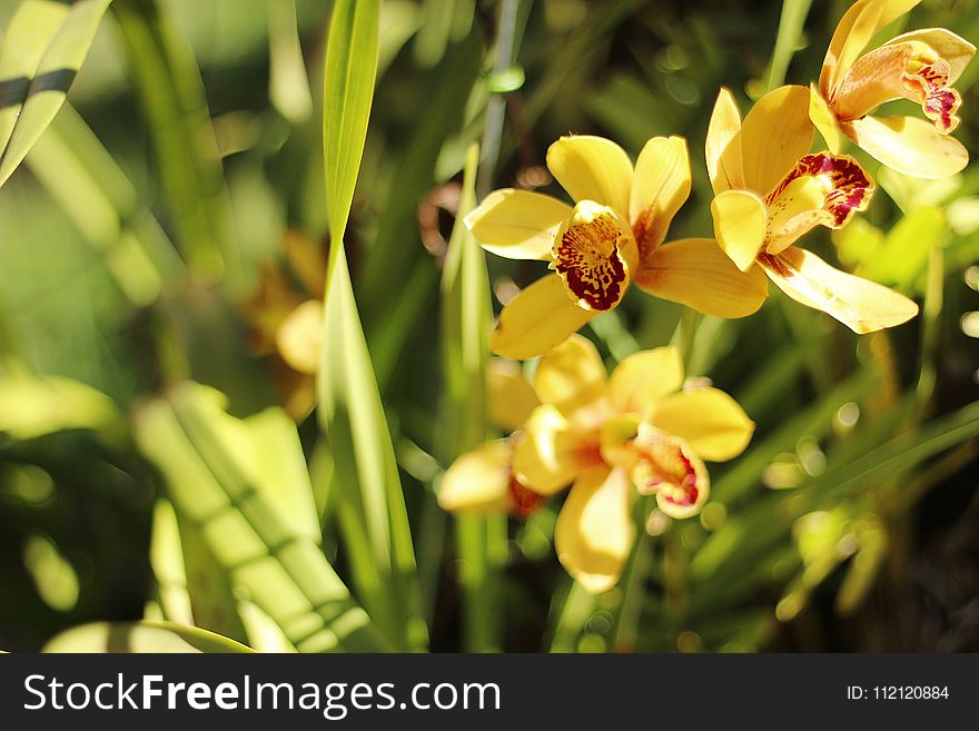 Flower, Plant, Flora, Flowering Plant