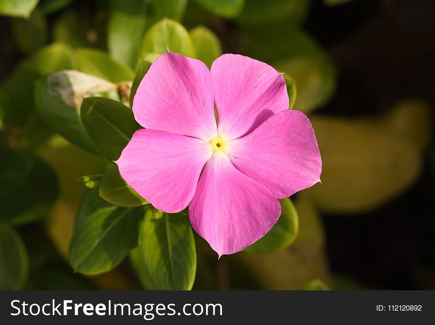 Flower, Plant, Flora, Pink