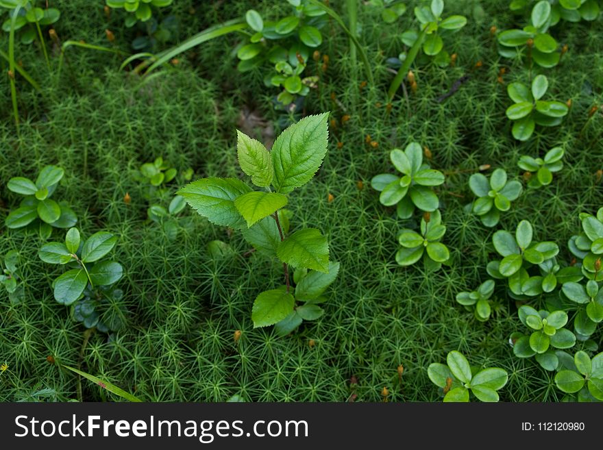 Plant, Vegetation, Leaf, Flora