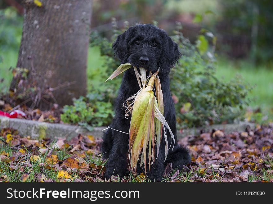 Dog, Dog Like Mammal, Dog Breed, Boykin Spaniel