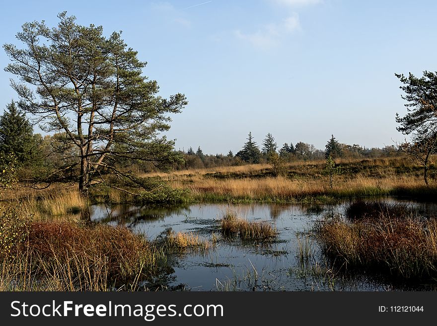 Wetland, Bog, Nature, Ecosystem