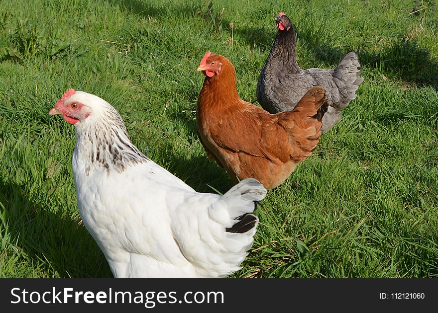 Chicken, Galliformes, Rooster, Poultry