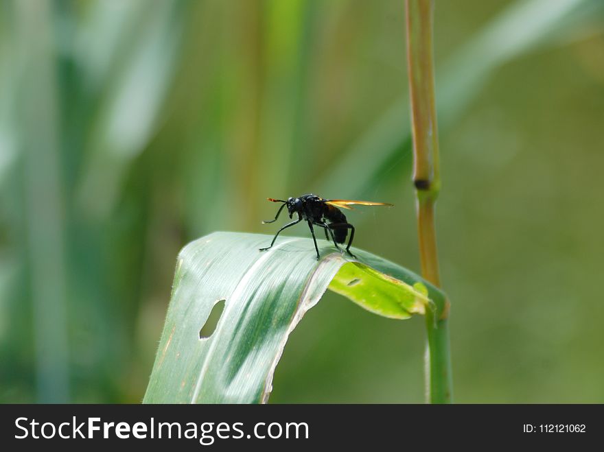 Insect, Damselfly, Dragonfly, Invertebrate
